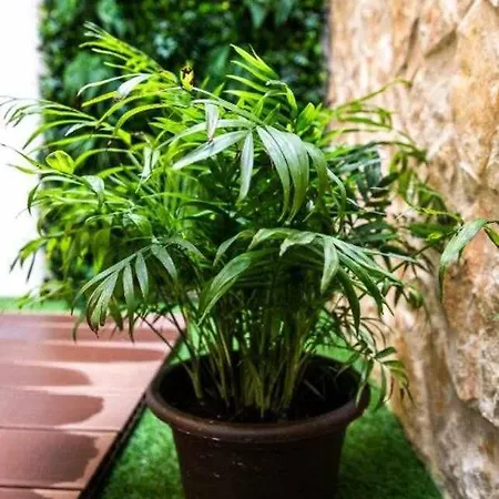 Casa Do Gato Poeta Lägenhet