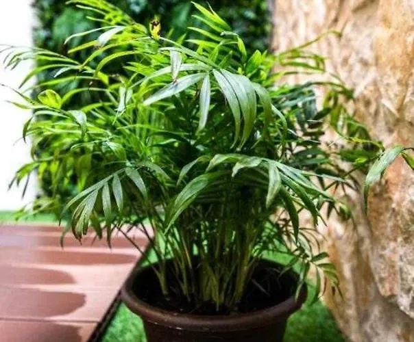 Casa Do Gato Poeta Appartamento